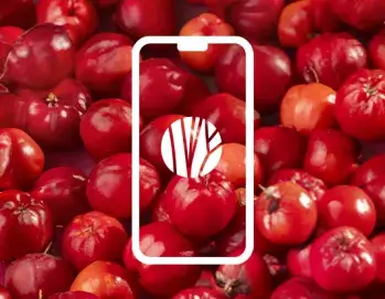 A imagem mostra um fundo de sementes de romã vermelhas, com o contorno de um celular branco no centro, e um símbolo de uma árvore que representa a logo da marca L'occitane dentro do celular.